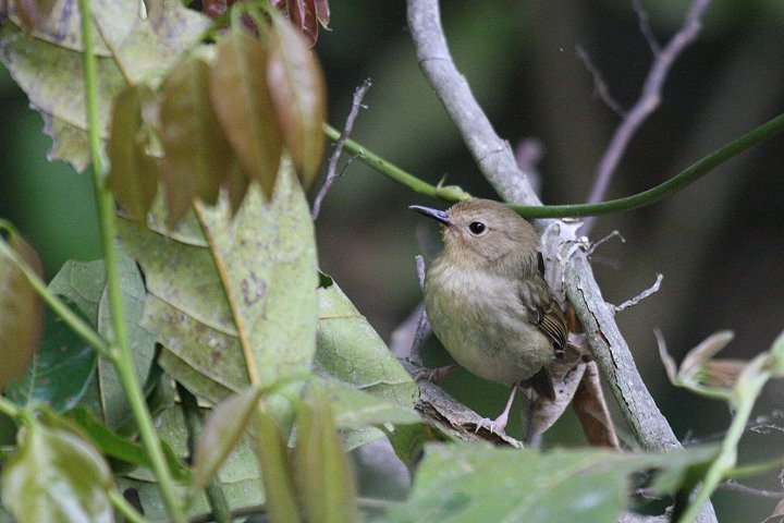 ���O�����u���V�N�C