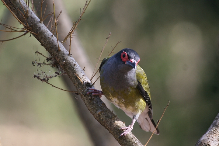 ���K�l�R�E���C�E�O�C�X