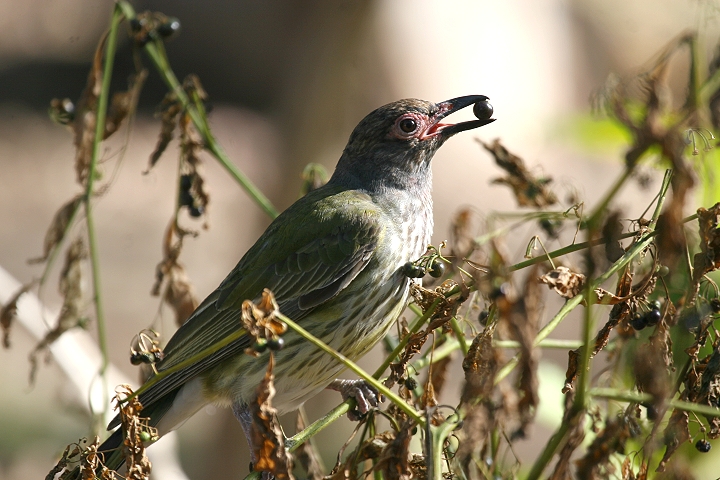 ���K�l�R�E���C�E�O�C�X