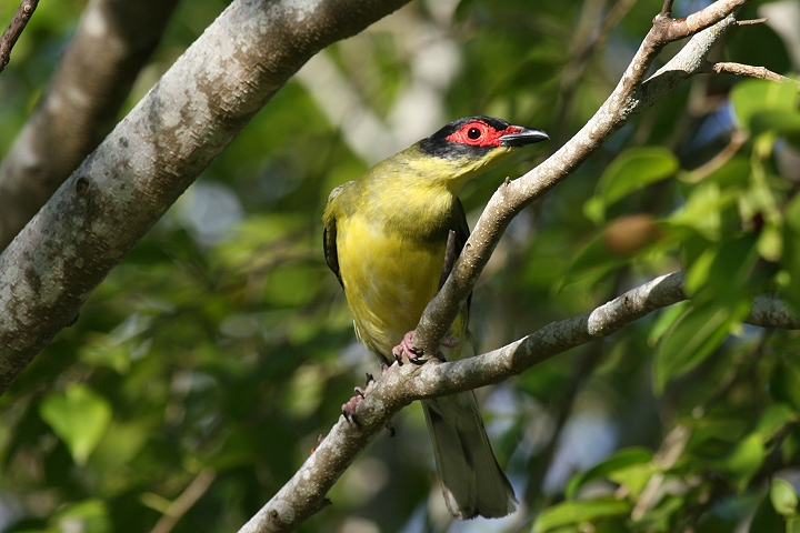 ���K�l�R�E���C�E�O�C�X