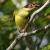 Australasian Figbird ���K�l�R�E���C�E�O�C�X