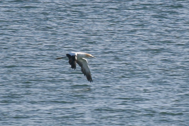 �I�[�X�g�����A�V���J�c�I�h��