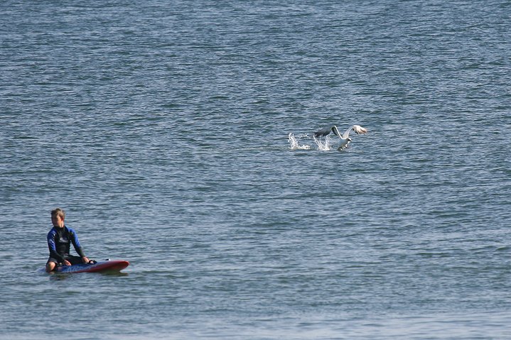 �I�[�X�g�����A�V���J�c�I�h��