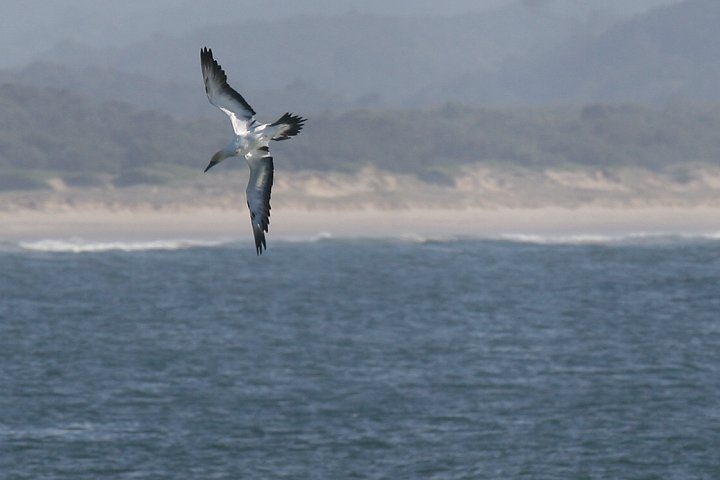 �I�[�X�g�����A�V���J�c�I�h��