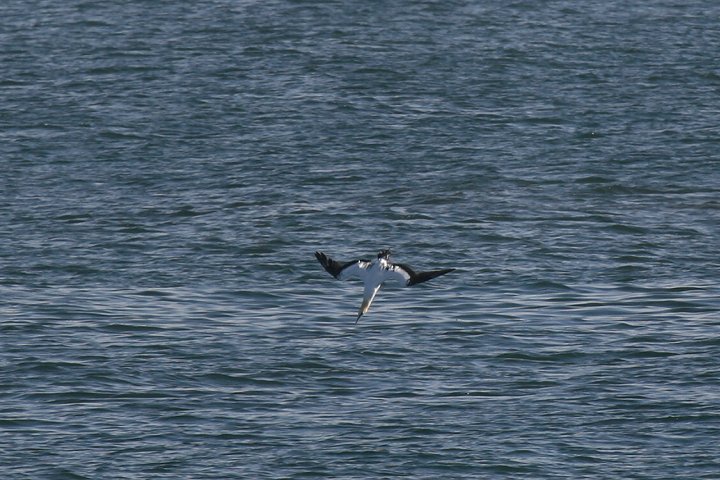 �I�[�X�g�����A�V���J�c�I�h��