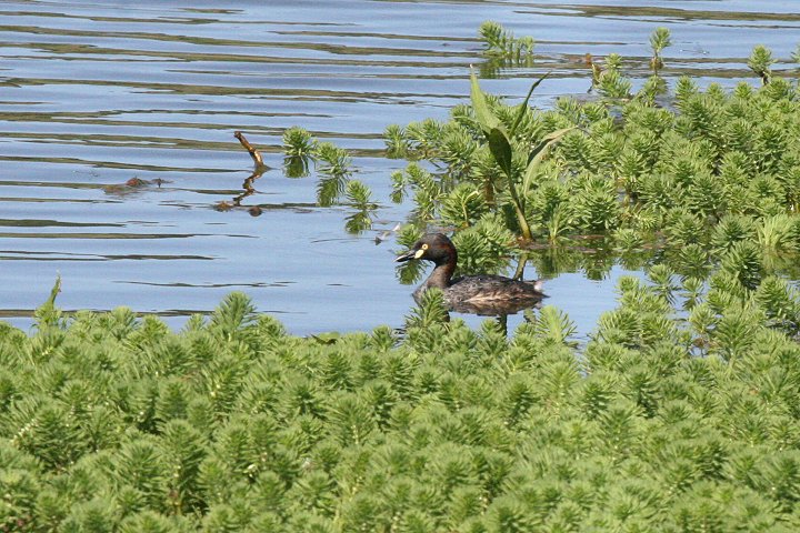 �m�h�O���J�C�c�u��