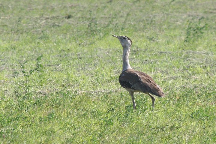 �I�[�X�g�����A�I�I�m�K��