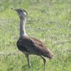 Australian Bustard �I�[�X�g�����A�I�I�m�K��