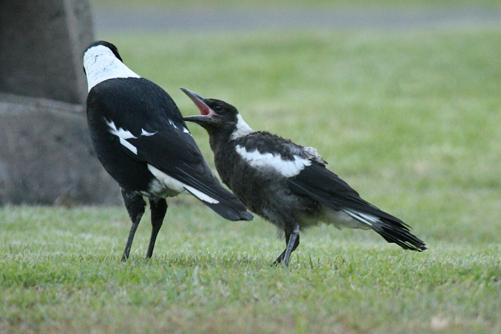 �J�T�T�M�t�G�K���X