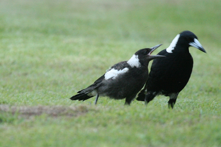 �J�T�T�M�t�G�K���X