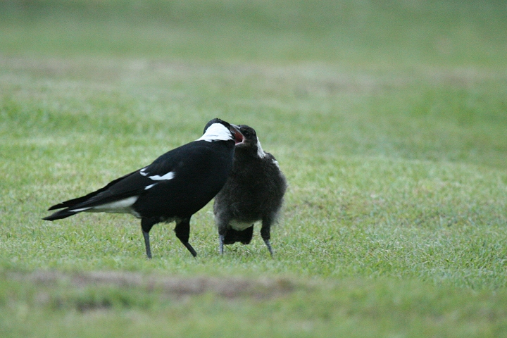 �J�T�T�M�t�G�K���X