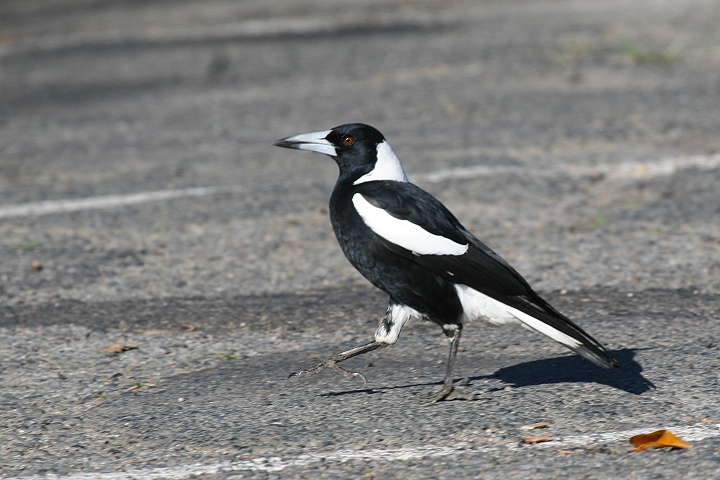 �J�T�T�M�t�G�K���X