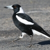 Australian Magpie �J�T�T�M�t�G�K���X