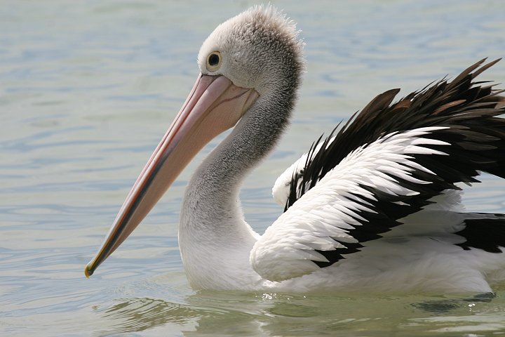 �R�V�O���y���J��