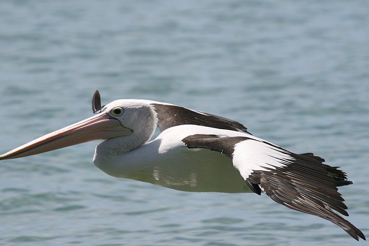 �R�V�O���y���J��