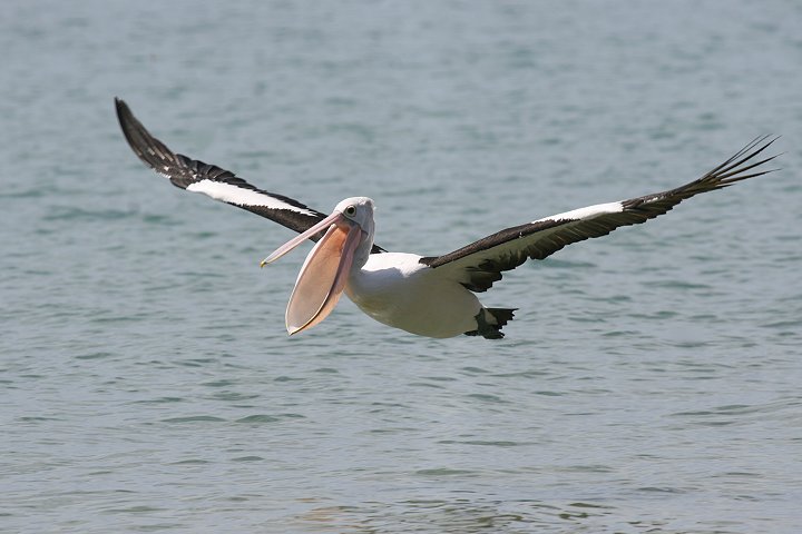 �R�V�O���y���J��