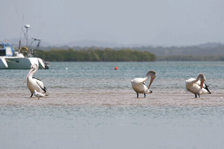 �R�V�O���y���J��