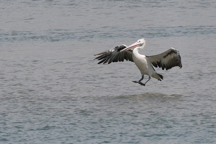 �R�V�O���y���J��