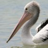 Australian Pelican �R�V�O���y���J��