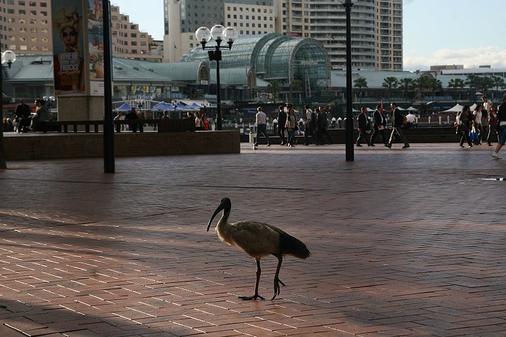 �I�[�X�g�����A�N���g�L