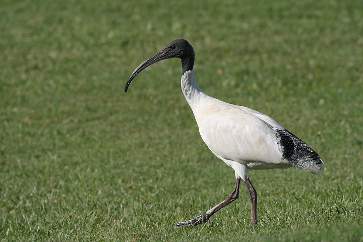 �I�[�X�g�����A�N���g�L