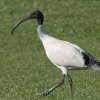 Australian White Ibis �I�[�X�g�����A�N���g�L