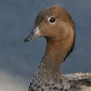 Australian Wood Duck �^�e�K�~�K��