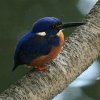 Azur Kingfisher �����~�c���r�J���Z�~