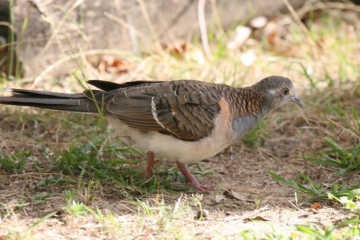 �x�j�J�m�R�o�g