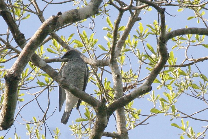 ���R�W�}�J�b�R�E�T���V���E�N�C