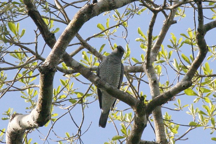 ���R�W�}�J�b�R�E�T���V���E�N�C