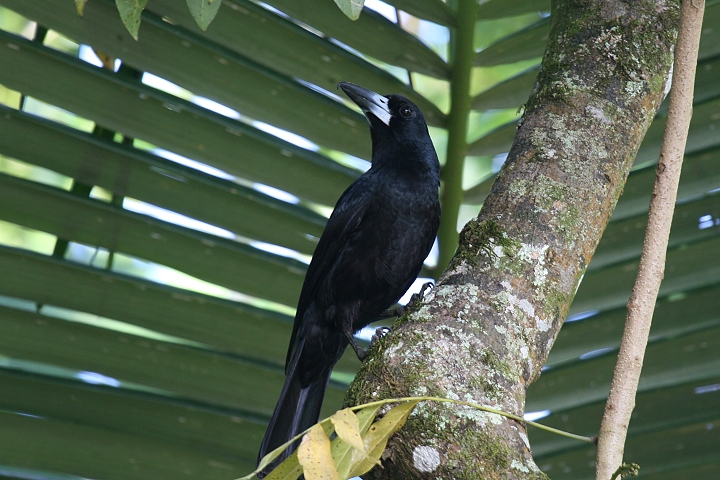 �N�����Y�K���X