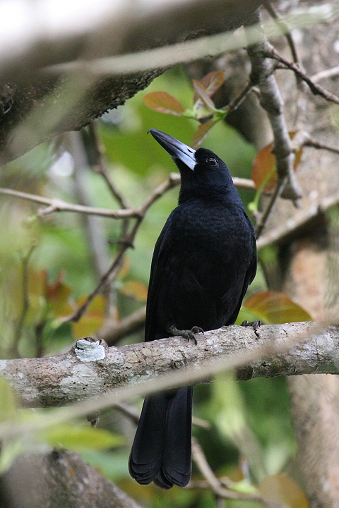 �N�����Y�K���X