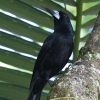 Black Butcherbird �N�����Y�K���X