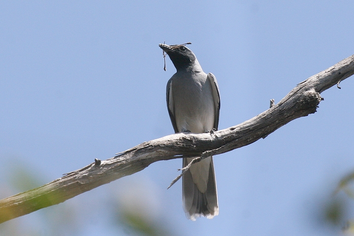 �I�[�X�g�����A�I�j�T���V���E�N�C