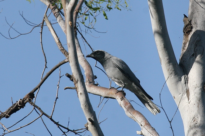 �I�[�X�g�����A�I�j�T���V���E�N�C