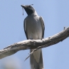 Black-faced Cuckoo-shrike �I�[�X�g�����A�I�j�T���V���E�N�C