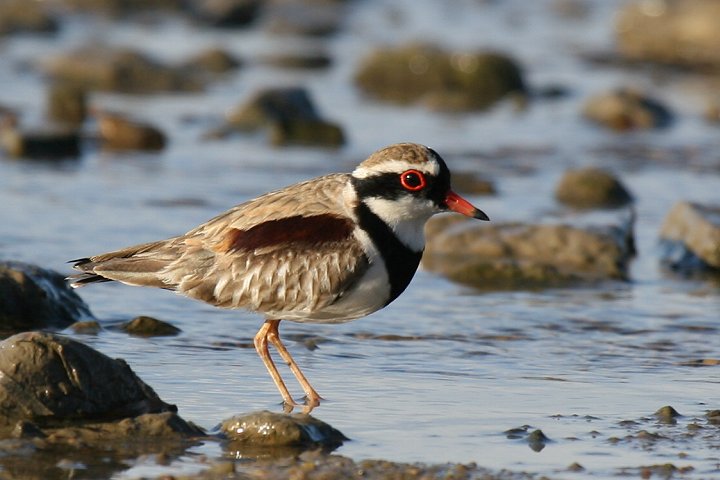 �J�^�A�J�`�h��