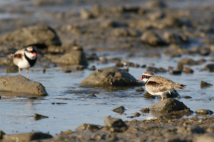 �J�^�A�J�`�h��