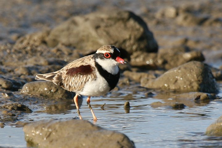 �J�^�A�J�`�h��