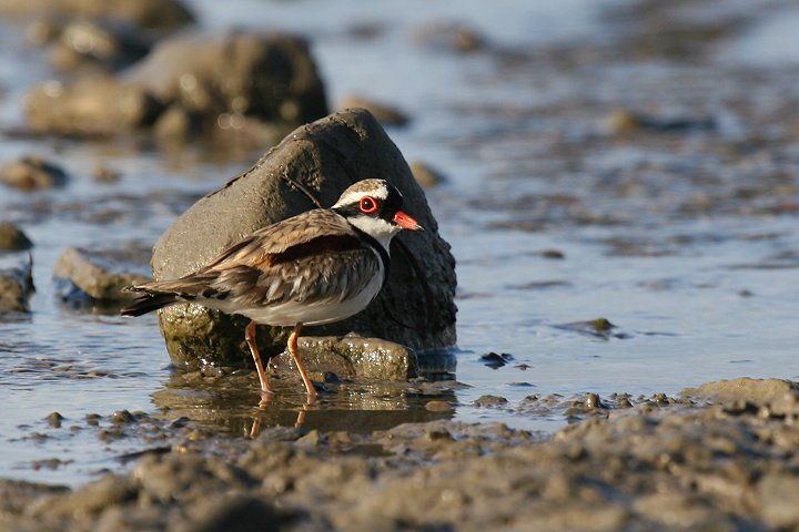 �J�^�A�J�`�h��