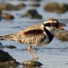 Black-fronted Dotterl �J�^�A�J�`�h��