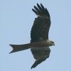 Black Kite �g�r