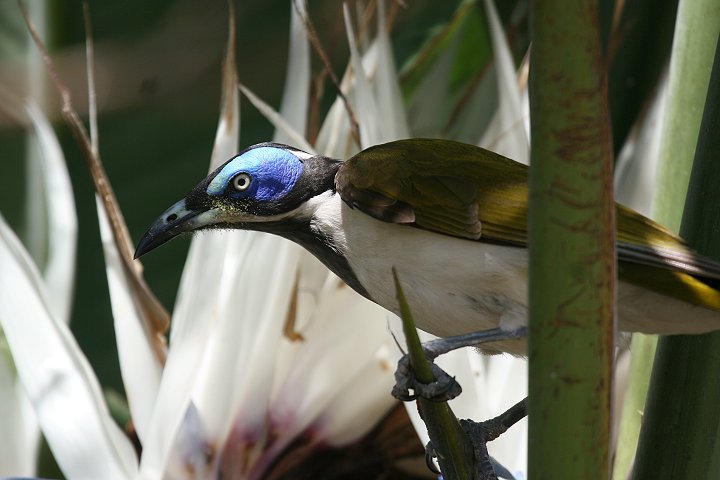 �A�I�c���~�c�X�C