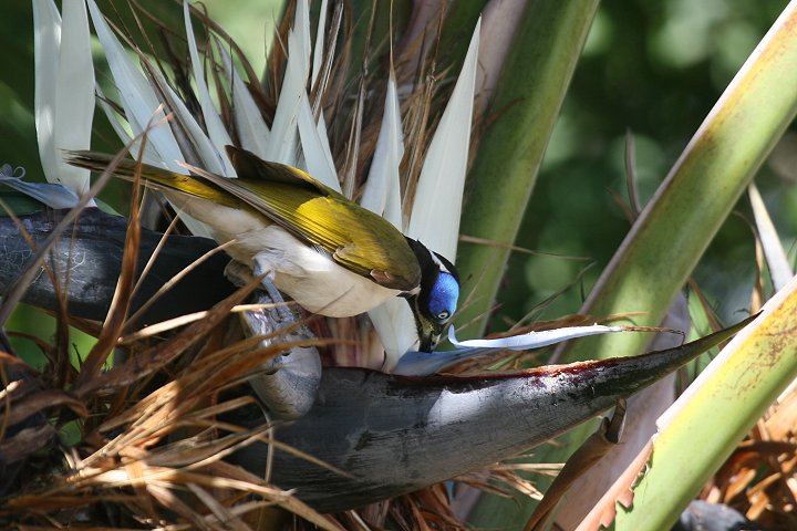 �A�I�c���~�c�X�C