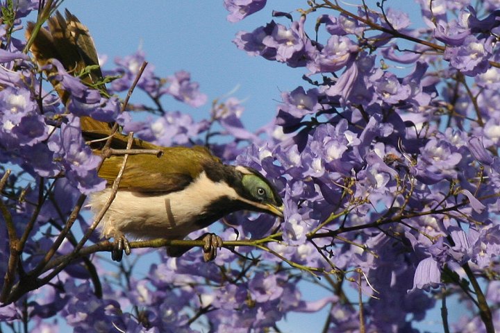 �A�I�c���~�c�X�C