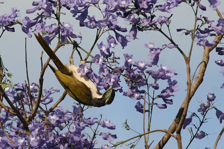 �A�I�c���~�c�X�C