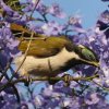 Blue-faced Honeyeater �A�I�c���~�c�X�C