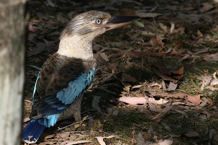 �A�I�o�l�����C�J���Z�~