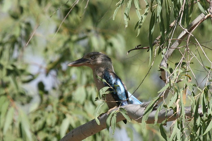 �A�I�o�l�����C�J���Z�~